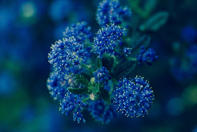 Californische sering met blauwe bloemen
