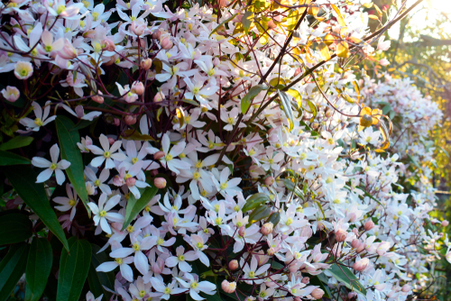 Clematis-armandii met kleine, witte tot lichtroze bloemen