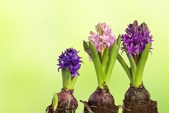 3 hyacinten (2 paarse en 1 roze in het midden) op een rij. Je ziet de bol, de stengel en het blad en de bloemen.