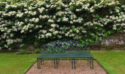 Grote en brede limhortensia Hydrangea seemannii met grote witte bloemen (achter een bankje)