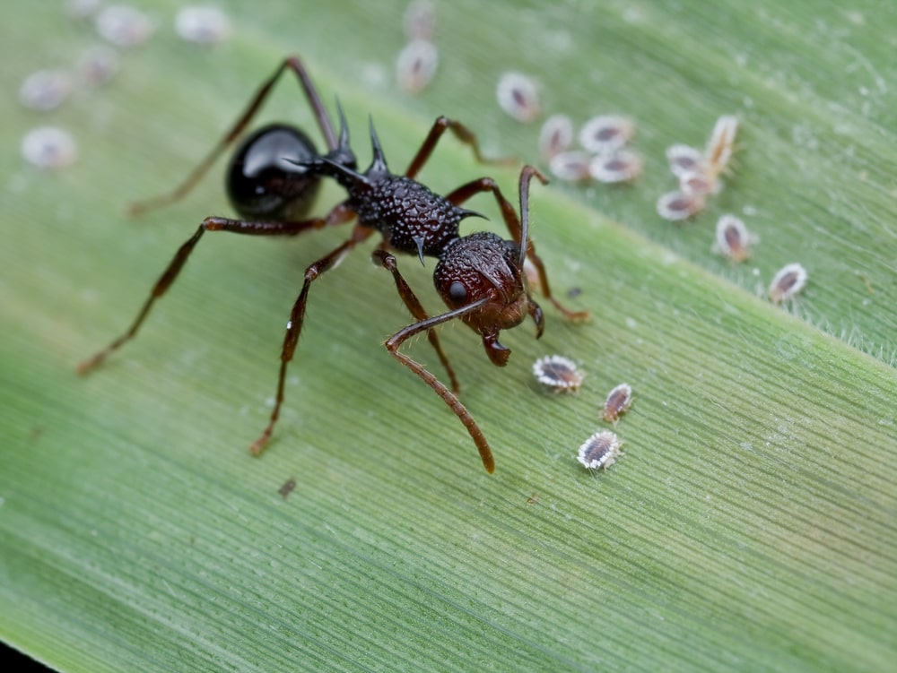 Een mier omringd door schildluizen op dezelfde plant