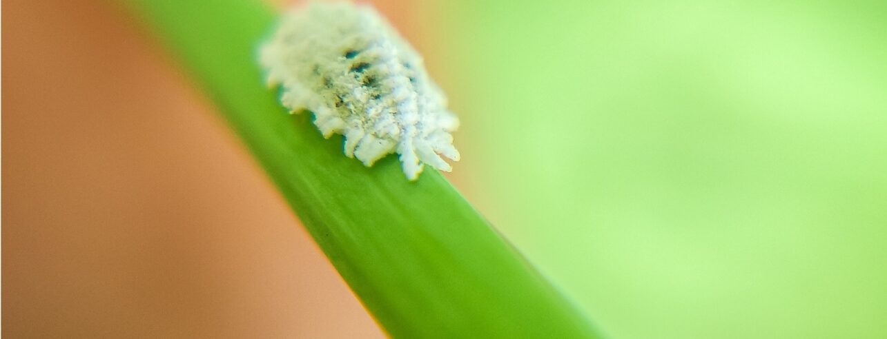 Een schildluis op een plantenstengel (close up)