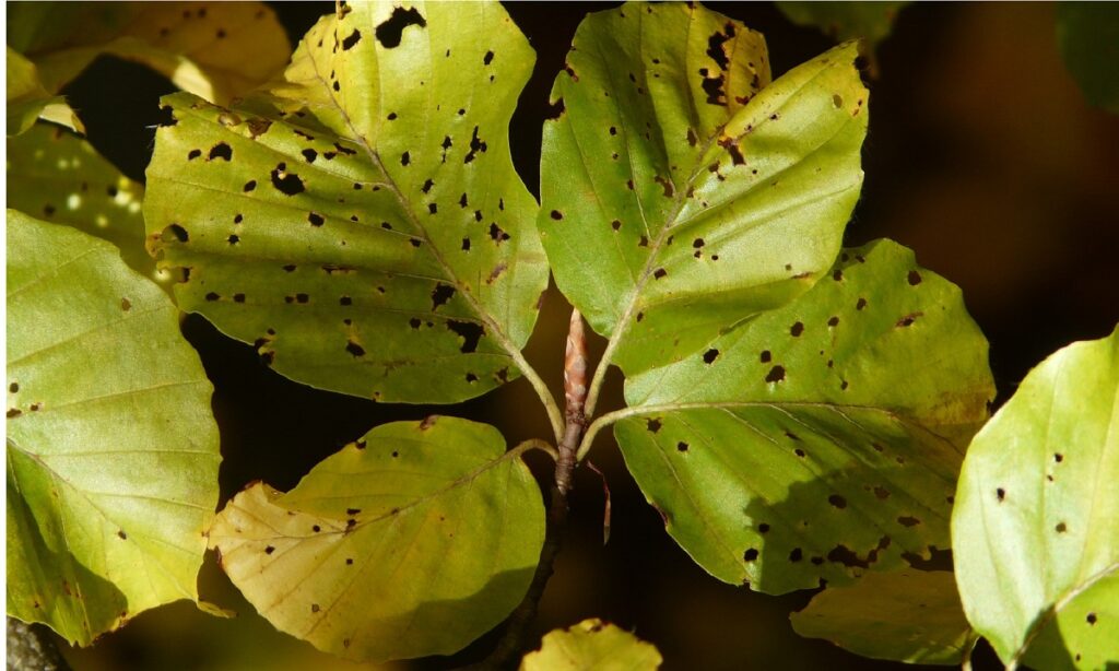 Bladeren die zijn aangetast door schildluis (er zijn gaatjes in bladeren zichtbaar)