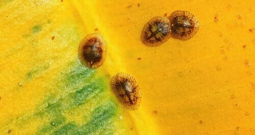 4 bruine dopluizen op een vergeeld blad in close up