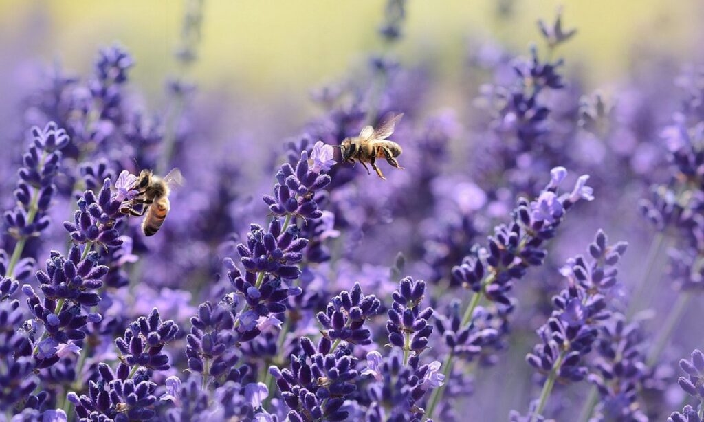 Lavendelstruik met twee bijen