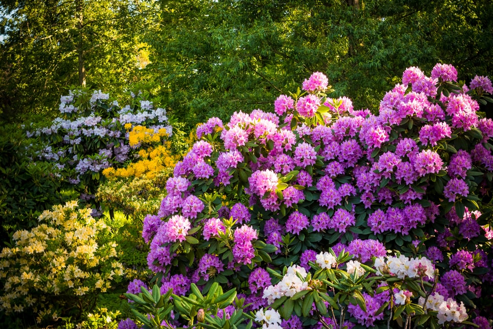 Rhododendron is bloei met fuchsia bloemen
