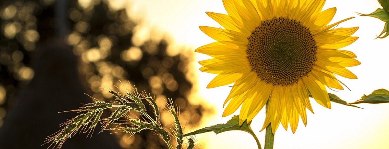 Een zonnebloem in de avondzon