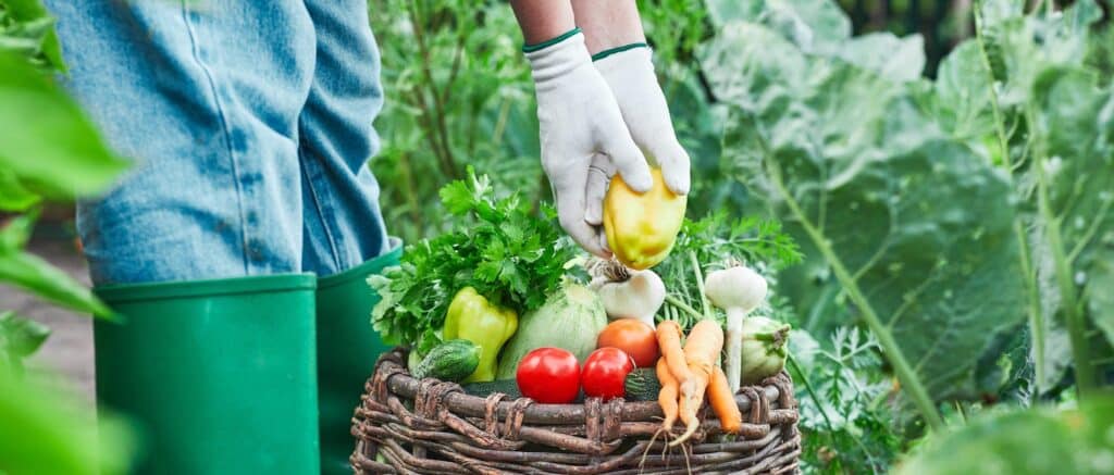 groenten kiezen voor je tuin