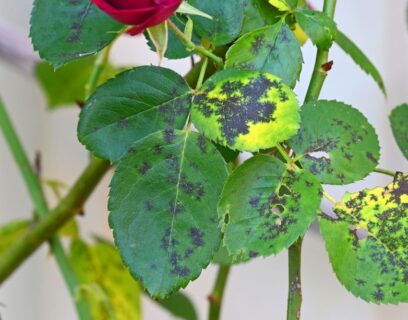 Door sterroetdauw veroorzaakte zwarte vlekken op rozenblad