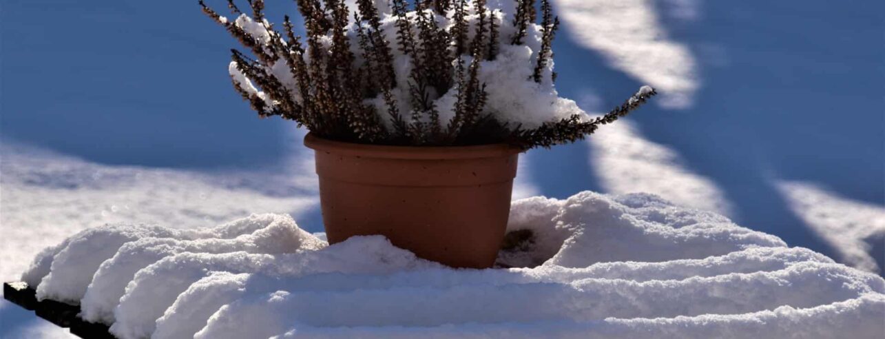 tuin winterklaar maken