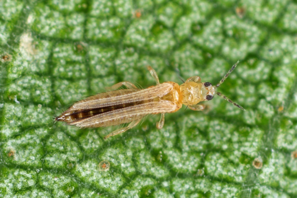 Trips Op Je Planten Herkennen En Bestrijden MOOWY