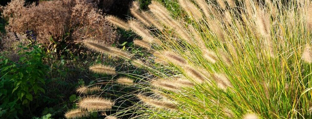 Siergras in de tuin