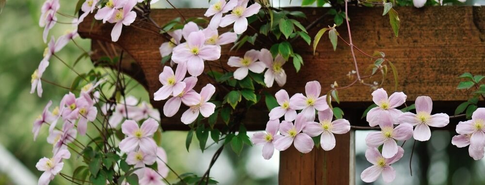 Clematis