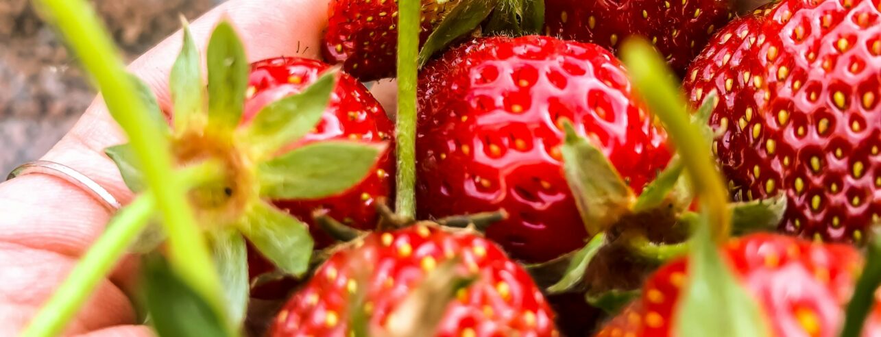 heerlijke aardbeien