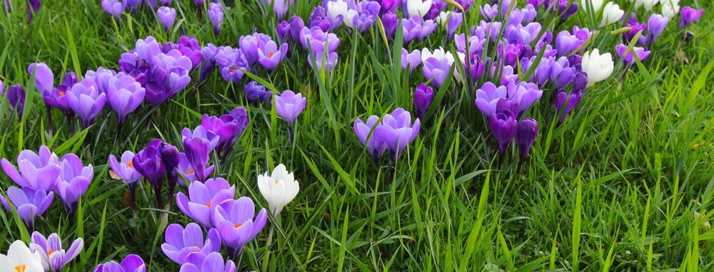 tuinkalender februari