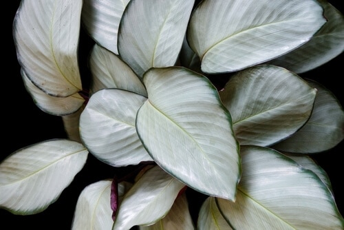 Calathea met zilveren bladeren