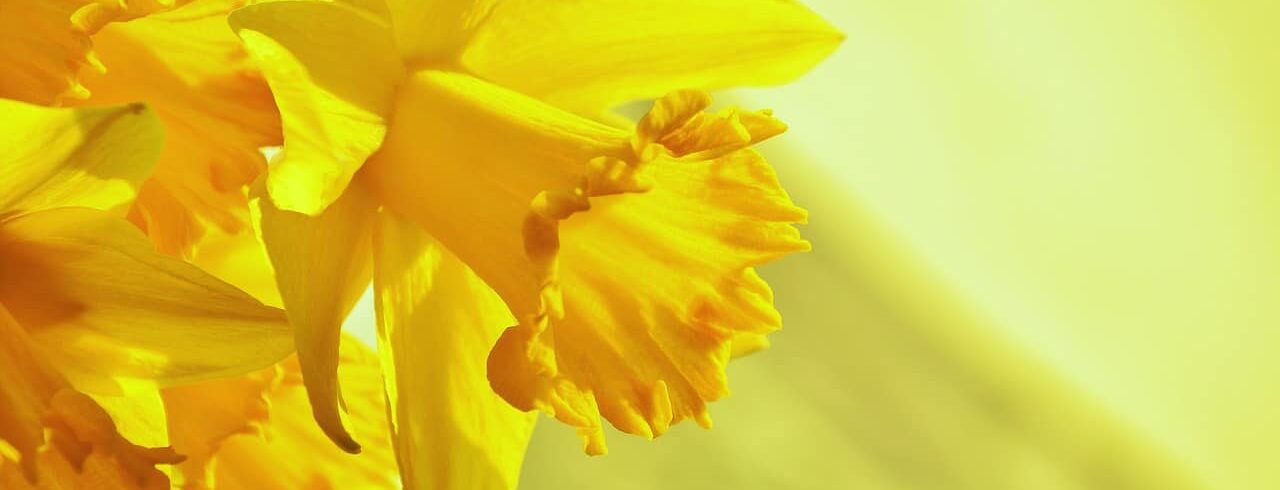 Narcissen