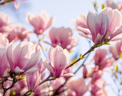 prachtige magnolia's