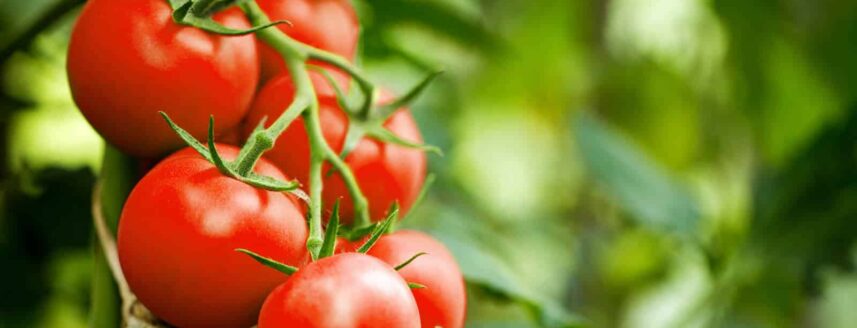 rijpe tomaten