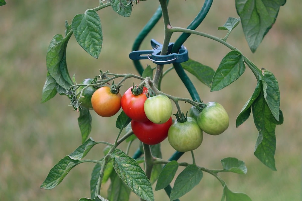 tomaten opbinden