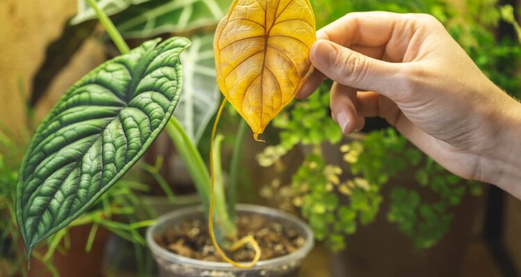 geel blad op plant