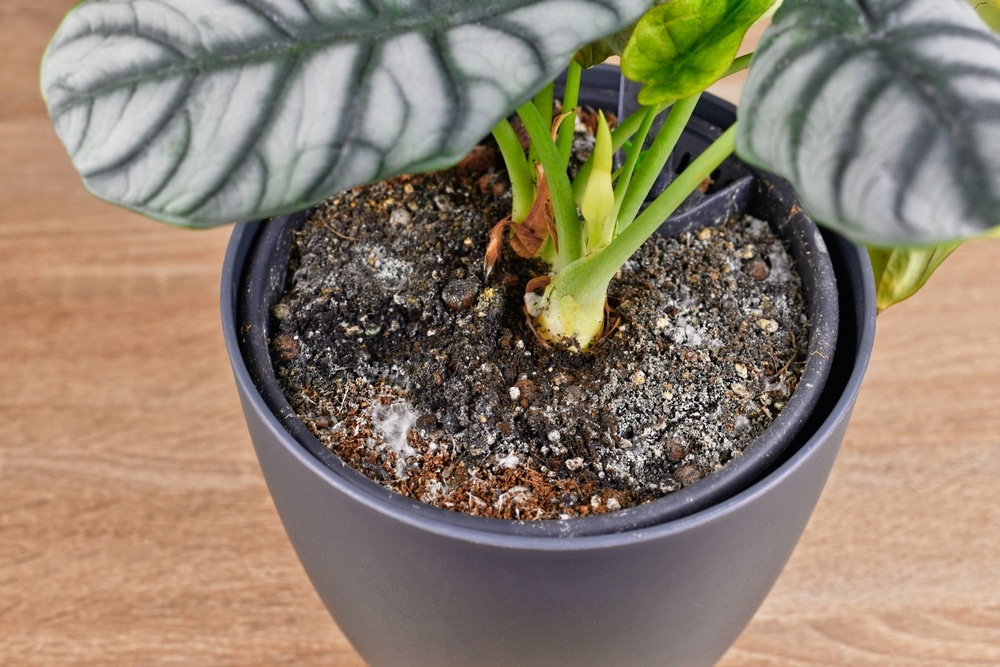 plant in pot met slechte drainage