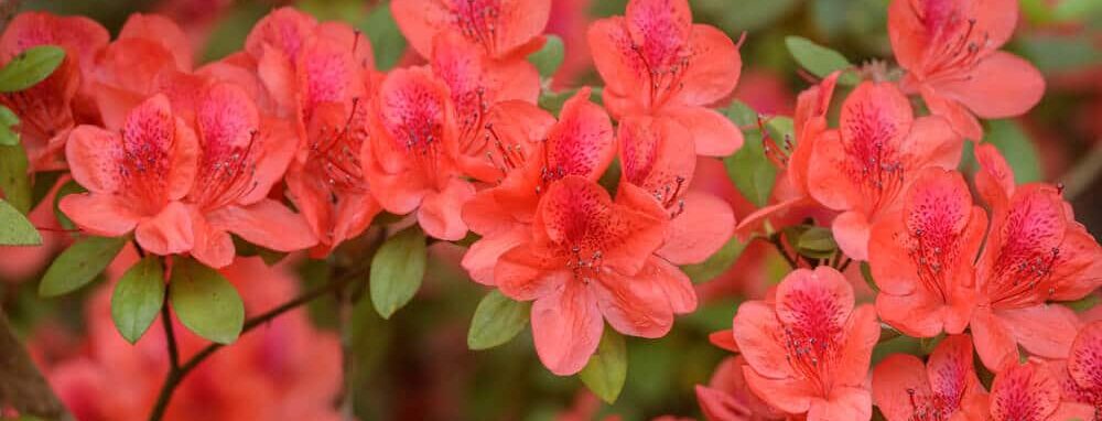 Azalea met rode bloemen