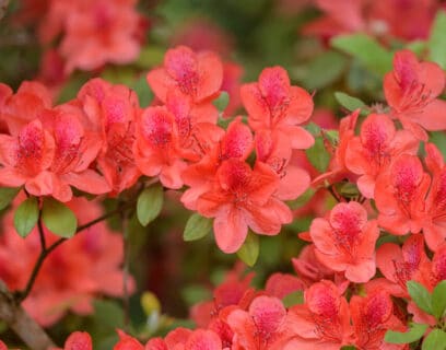 Azalea met rode bloemen