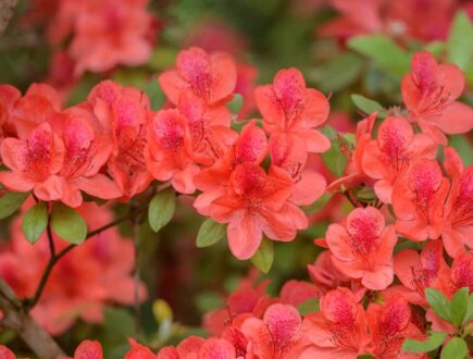 Azalea met rode bloemen