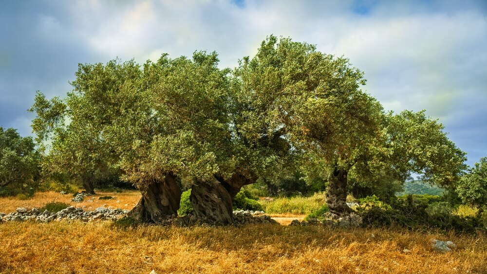 Oude olijfbomen met dikke stam