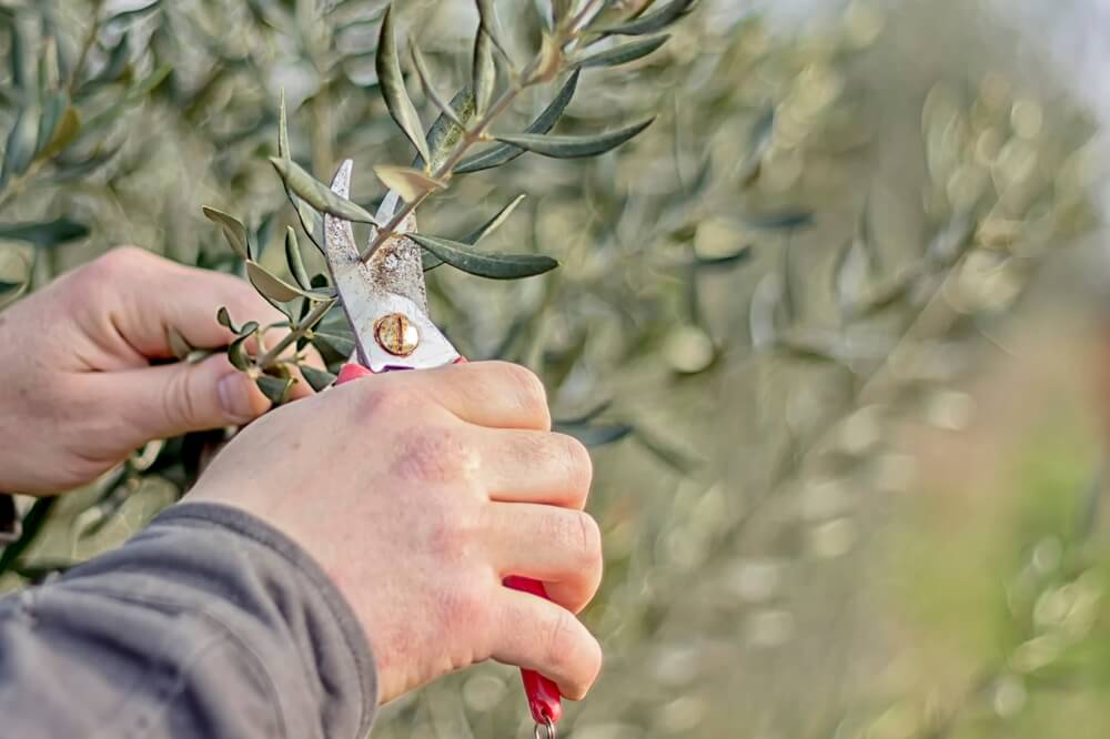 Iemand snoeit takken van olijfboom met snoeischaar