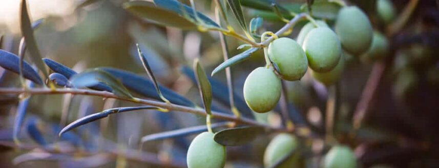 Close up van olijfboom