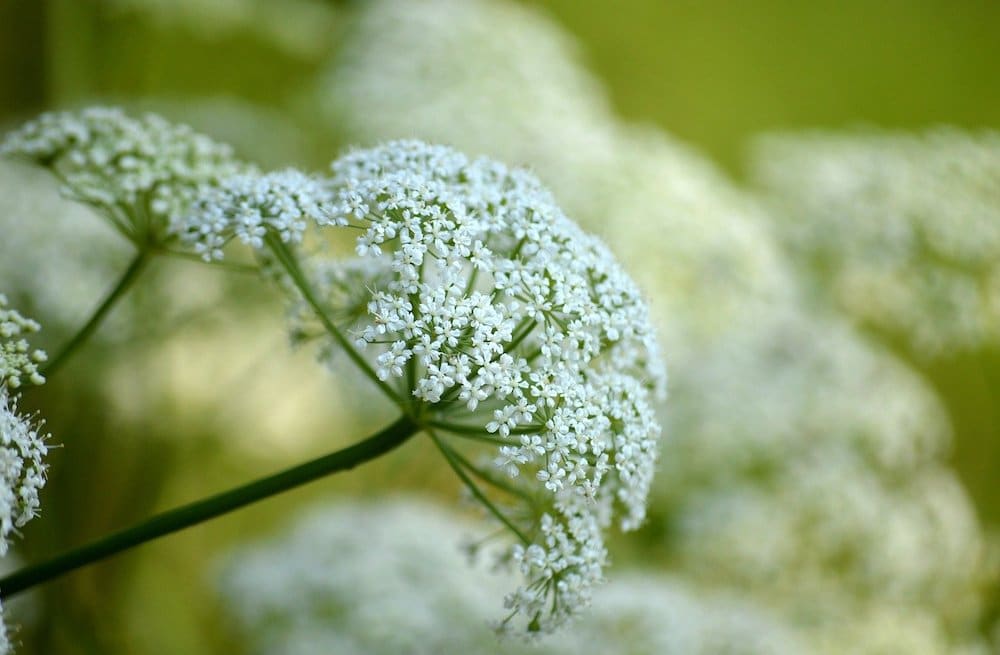 bloem van zevenblad in close-up