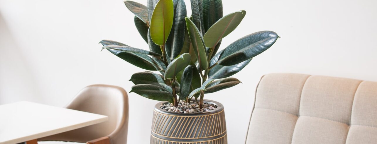 ficus elastica in een woonkamer