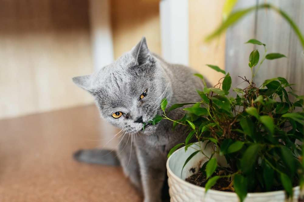 kat eet van ficus plant