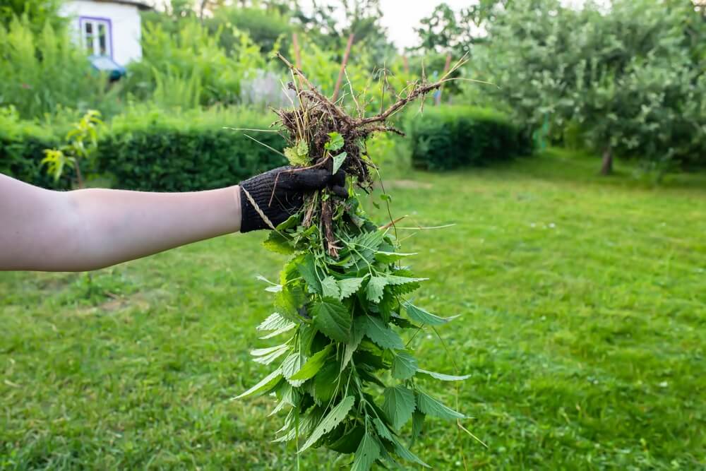 Een hand met handschoen houdt net verwijderde brandnetel met wortel omhoog