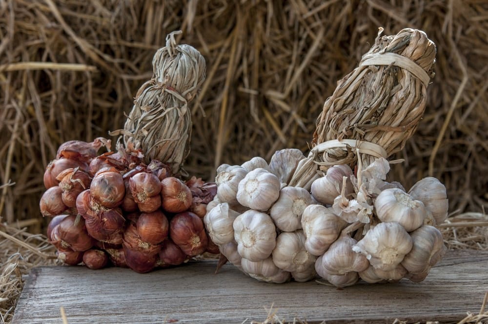 Gedroogde gevlochten knoflook in bosjes