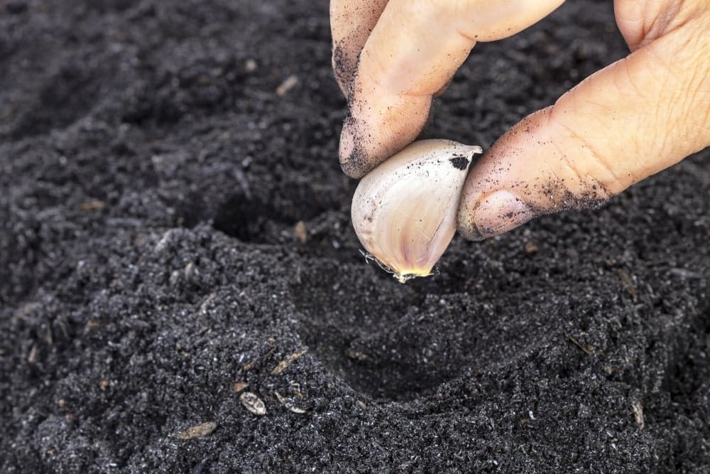 Iemand plant een teen knoflook