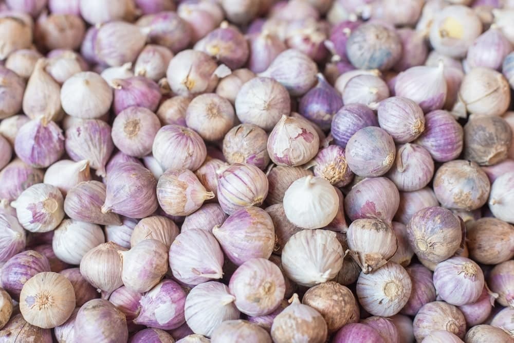 Veel (lichtpaarse) knoflookbollen bij elkaar