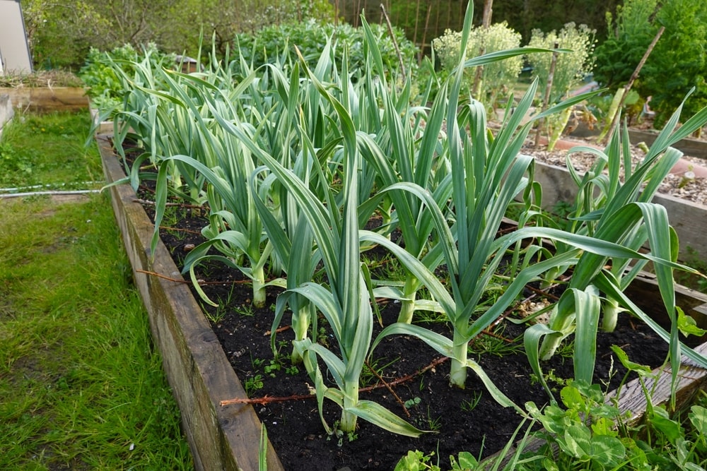 Knoflookplanten met groene stengels