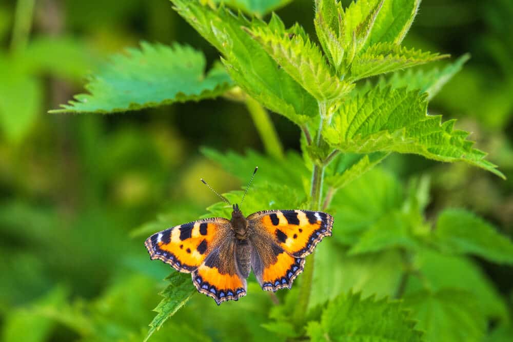 Kleine vos (vlinder) op brandnetel