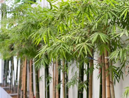 bamboe planten tegen witte muur in tuin