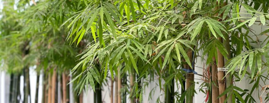 bamboe planten tegen witte muur in tuin