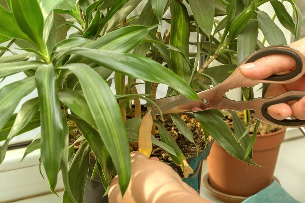 Iemand knipt gele bladeren uit een drakenbloed-plant