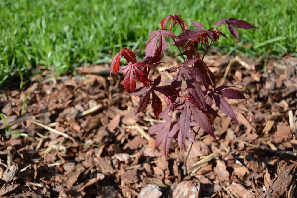 Een jonge Japanse esdoorn met een laag mulch eromheen