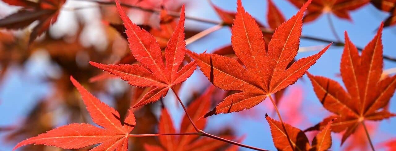 Japanse esdoorn met rood blad