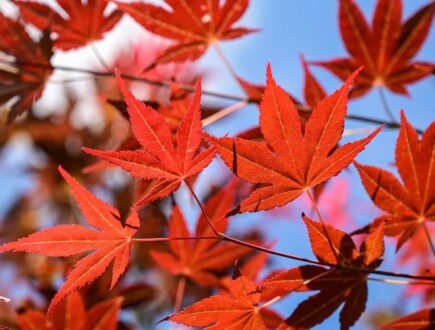 Japanse esdoorn met rood blad