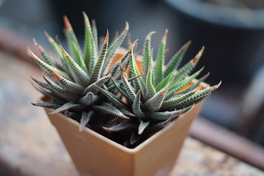 Haworthia fasciata