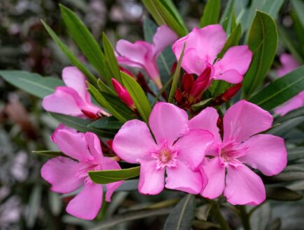 roze oleander bloemen