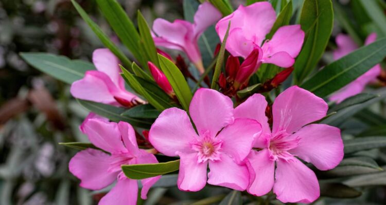 roze oleander bloemen